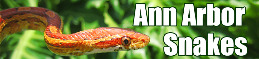 Ann Arbor snake